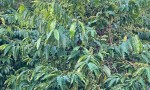 ĐẤT CHÍNH CHỦ - GIÁ TỐT Địa Chỉ Thôn Thanh Thái, Xã Nâm Nung, Huyện Krông Nô, Đắk Nông