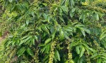 ĐẤT CHÍNH CHỦ - GIÁ TỐT Địa Chỉ Thôn Thanh Thái, Xã Nâm Nung, Huyện Krông Nô, Đắk Nông
