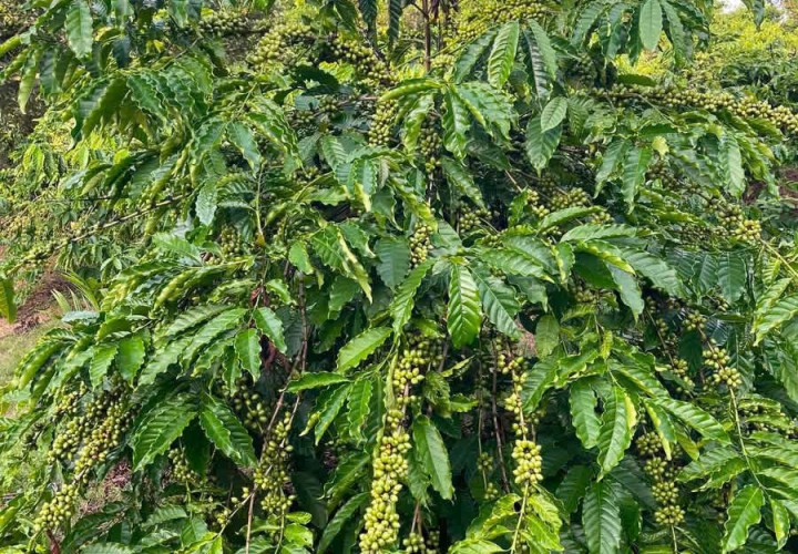 ĐẤT CHÍNH CHỦ - GIÁ TỐT Địa Chỉ Thôn Thanh Thái, Xã Nâm Nung, Huyện Krông Nô, Đắk Nông