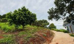 CHÍNH CHỦ Bán 3 lô đất thổ cư 2 mặt tiền liền kề tại Xã Mê Linh, Lâm  Hà, Lâm Đồng