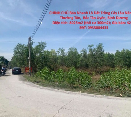CHÍNH CHỦ Bán Nhanh Lô Đất Trồng Cây Lâu Năm Tại Thường Tân, Bắc Tân Uyên, Bình Dương