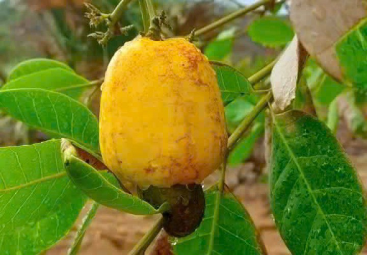 ĐẤT ĐẸP – GIÁ ĐẦU TƯ  –CHÍNH CHỦ BÁN 2 LÔ ĐẤT Tại QLA, Xã Tân Phúc, Huyện Hàm Tân, Bình Thuận