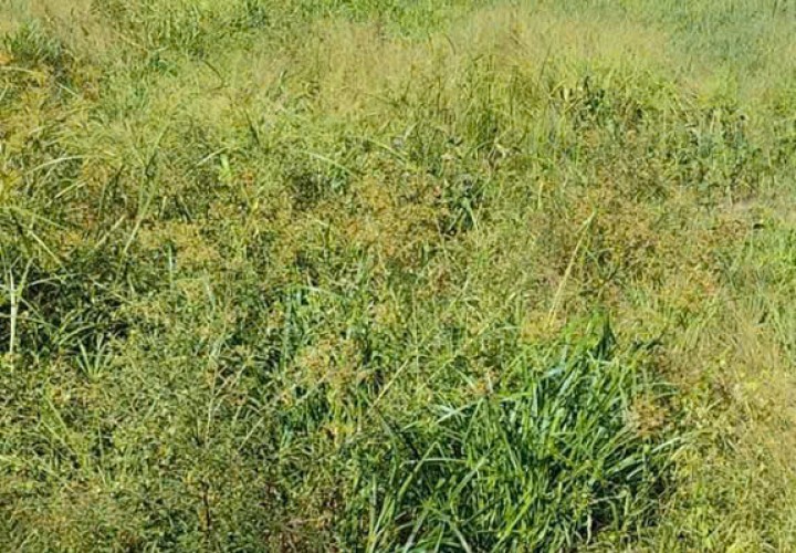 ĐẤT ĐẸP – GIÁ TỐT – CHÍNH CHỦ BÁN TẠI Xã Tân Mỹ, Trà Ôn, Vĩnh Long nay là xã Trà Côn