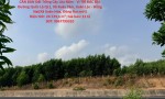 CẦN BÁN Đất Trồng Cây Lâu Năm - VỊ TRÍ ĐẮC ĐỊA Đường Quốc Lộ QL1, Xã Xuân Tâm, Xuân Lộc - Đồng Nai