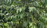 ĐẤT ĐẸP – GIÁ TỐT - CẦN BÁN NHANH LÔ ĐẤT TẠI Xã Tân Lâm, Huyện Di Linh, Tỉnh Lâm Đồng