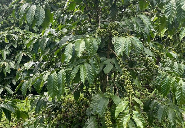 ĐẤT ĐẸP – GIÁ TỐT - CẦN BÁN NHANH LÔ ĐẤT TẠI Xã Tân Lâm, Huyện Di Linh, Tỉnh Lâm Đồng
