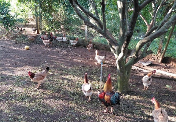 ĐẤT ĐẸP – GIÁ TỐT – CHÍNH CHỦ CẦN BÁN Nhanh Lô Đất Bảo Bình, Cẩm Mỹ, Đồng Nai