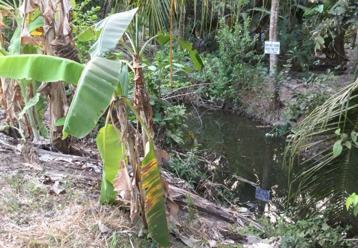 ĐẤT VƯỜN DỪA – GIÁ TỐT  – CHÍNH CHỦ CẦN BÁN Tại Tân Trung Giồng A, Hiếu Trung, Tiểu Cần, Trà Vinh