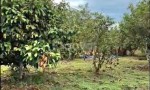 QUỸ ĐẤT HIẾM – CẦN BÁN ĐẤT 9.463M², 100M MẶT TIỀN Đ.ĐINH CÔNG TRÁNG, Đại Lào Cũ, TP.Bảo Lộc, T.Lâm Đồng