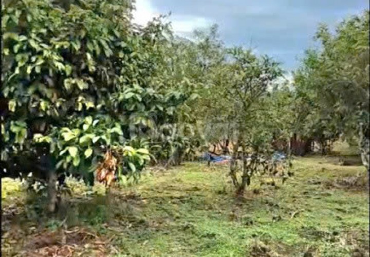 QUỸ ĐẤT HIẾM – CẦN BÁN ĐẤT 9.463M², 100M MẶT TIỀN Đ.ĐINH CÔNG TRÁNG, Đại Lào Cũ, TP.Bảo Lộc, T.Lâm Đồng