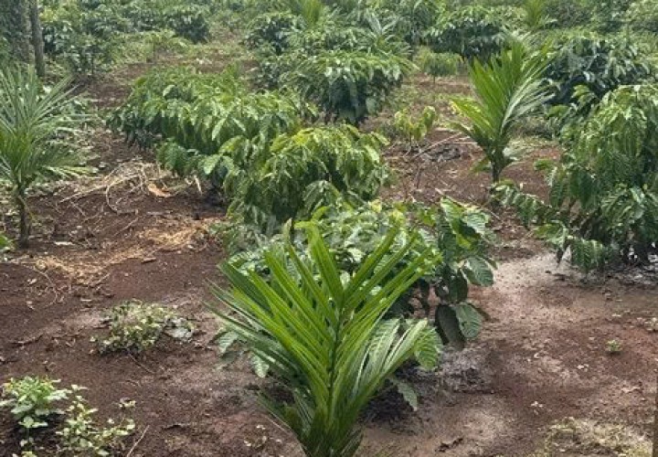 ĐẤT ĐẸP – GIÁ TỐT – CẦN BÁN ĐẤT NÔNG NGHIỆP Đường 31B QL14, Phường Tân An,TP.Buôn Ma Thuột, Đắk Lắk