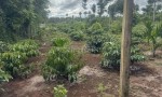 ĐẤT ĐẸP – GIÁ TỐT – CẦN BÁN ĐẤT NÔNG NGHIỆP Đường 31B QL14, Phường Tân An,TP.Buôn Ma Thuột, Đắk Lắk