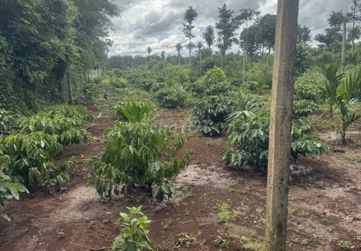 ĐẤT ĐẸP – GIÁ TỐT – CẦN BÁN ĐẤT NÔNG NGHIỆP Đường 31B QL14, Phường Tân An,TP.Buôn Ma Thuột, Đắk Lắk