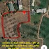 CHÍNH CHỦ BÁN HƠN 3.000m² ĐẤT PHÚ LONG - CÁCH TRUNG TÂM PHAN THIẾT KHOẢNG 15 PHÚT
