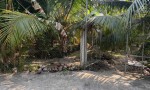 VỊ TRÍ ĐẸP - GIÁ TỐT - Chính Chủ Bán 7 Công Đất Vườn Dừa - Châu Thành Bến Tre