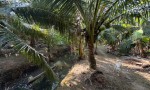 VỊ TRÍ ĐẸP - GIÁ TỐT - Chính Chủ Bán 7 Công Đất Vườn Dừa - Châu Thành Bến Tre