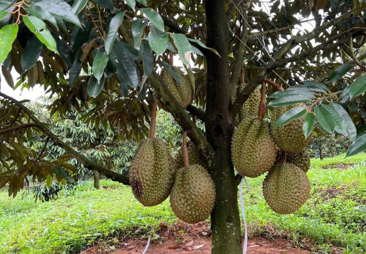 ĐẤT ĐẸP- GIÁ TỐT chính chủ cần bán nhanh lô đất  tại huyện Chư Prong tỉnh Gia Lai