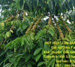 HOT HOT - CẦN BÁN LÔ ĐẤT TẠI  Đất tại thôn 7 xã quảng Khê .Huyện  Đăk Glong Đăk Nông