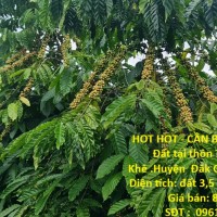 HOT HOT - CẦN BÁN LÔ ĐẤT TẠI  Đất tại thôn 7 xã quảng Khê .Huyện  Đăk Glong Đăk Nông