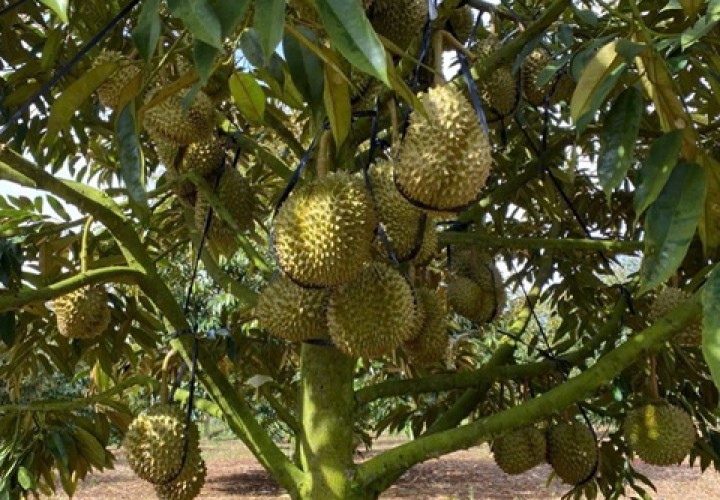 HOT HOT - CẦN BÁN LÔ ĐẤT TẠI  Đất tại thôn 7 xã quảng Khê .Huyện  Đăk Glong Đăk Nông