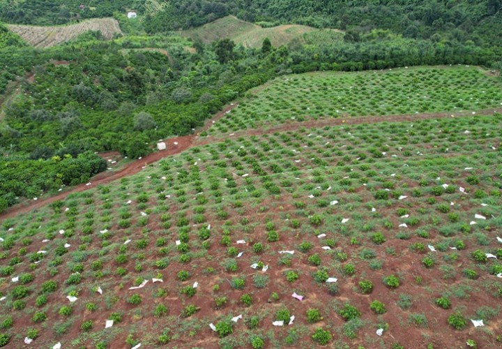 HOT HOT - CẦN BÁN LÔ ĐẤT TẠI  Đất tại thôn 7 xã quảng Khê .Huyện  Đăk Glong Đăk Nông