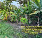 GIÁ SIÊU  TỐT - CHÍNH CHỦ Cần Bán Nhanh Lô Đất  Vị Trí Tại Thủ Đức, Thành Phố Hồ Chí Minh